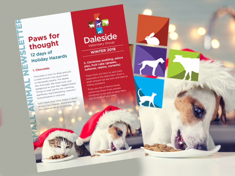Our winter pets Newsletter is available to download Daleside Vets
